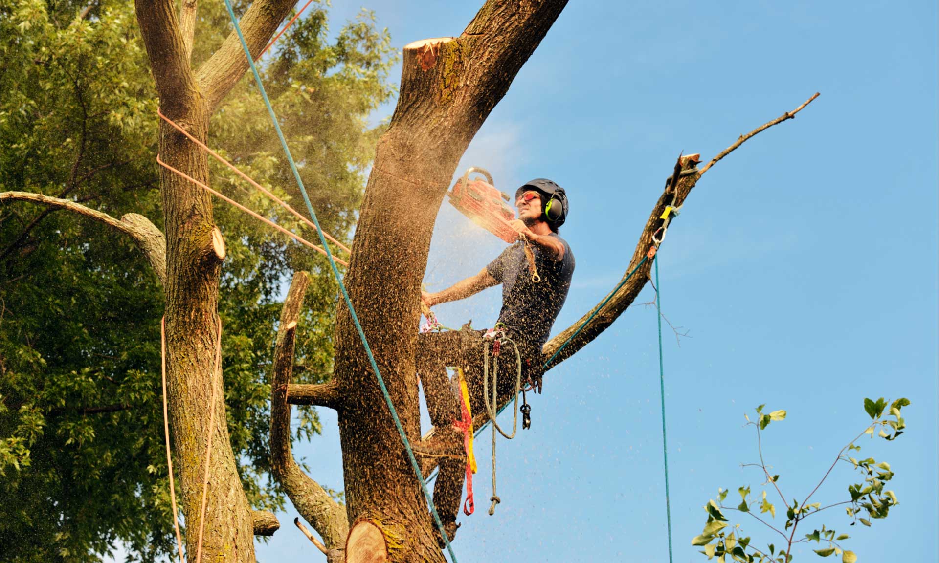 What to Expect When Hiring a Tree Surgeon