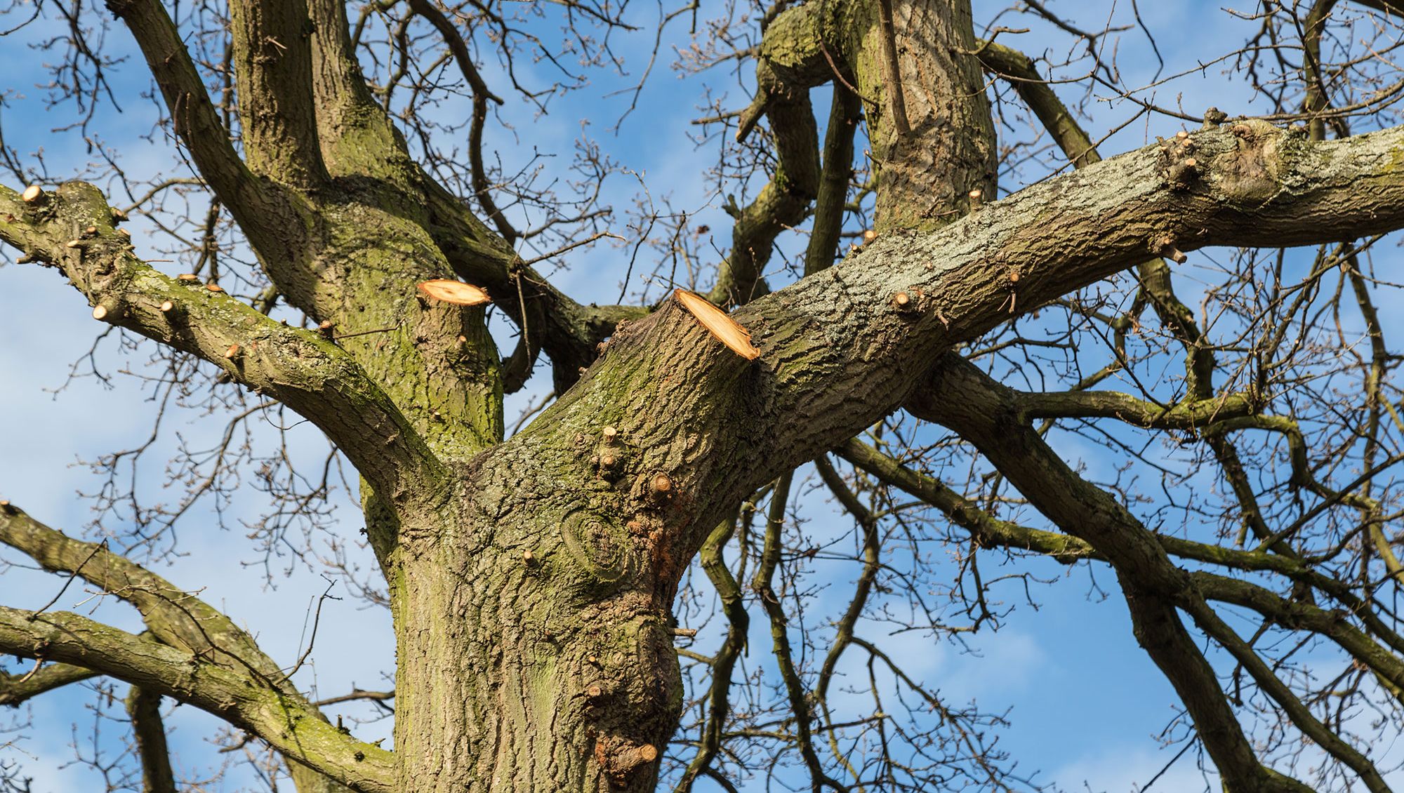 Tree Surgeon, your most common questions answered