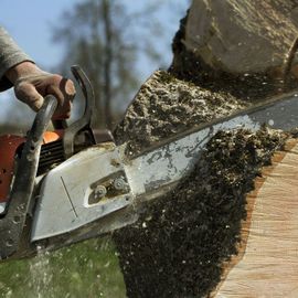 Chainsaw sawing through a tree stump