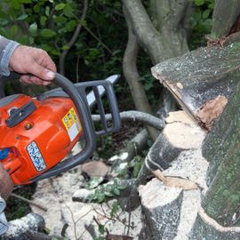 Removing a tree in Kildare 