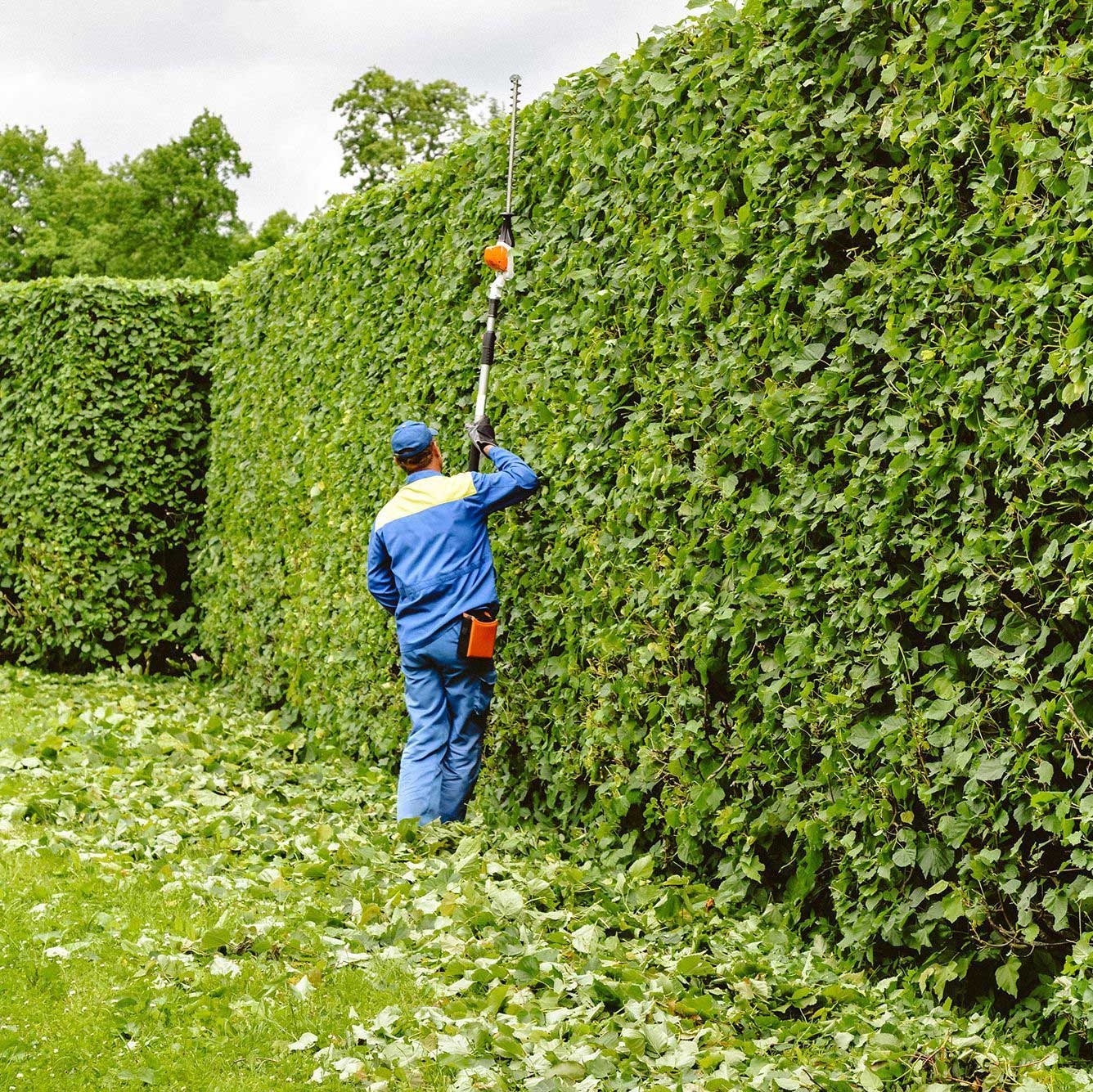 A man conducting Hedge maintenance