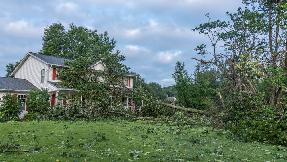 Rapid Response: The Essential Guide to Emergency Tree Removal with Scanlon Tree Services