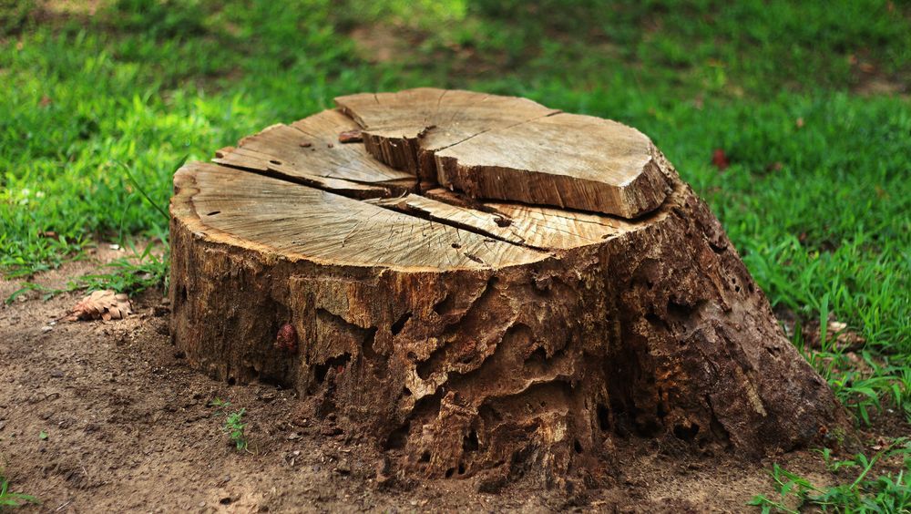 Problems with Tree Stumps