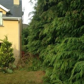 Garden Clearance – Before & After