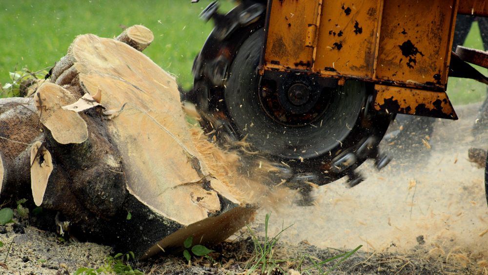 Why Tree Stump Removal is Crucial for a happier home - Scanlon Tree Services